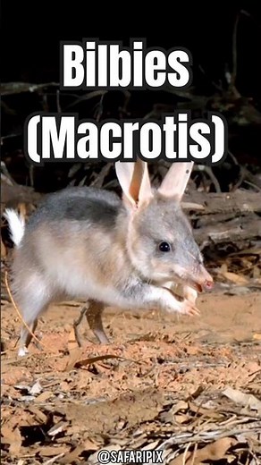 Conozcamos al Bilby: el marsupial nocturno de Australia