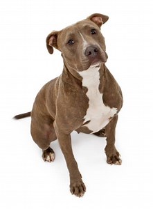 Are Pit Bulls Dangerous? The Truth Revealed