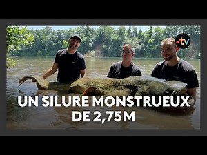 Un silure de 2,75m pêché dans le Tarn : le record de France battu par 3 influenceurs