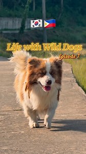 15K views · 1.1K reactions | Life with Wild Dogs Episode 7 ❤️ | Life of Vincent | Facebook