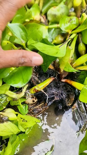 5.5K views · 13 reactions | The Dangerous Northern Snakehead Fish! | Fishy Story | Facebook