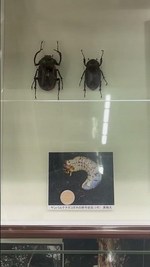 幻のヤンバル甲虫王—ヤンバルテナガコガネ#ヤンバルテナガコガネ