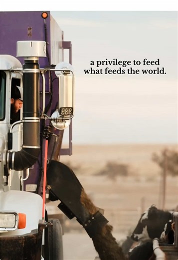 Draper Cattle Co 📍Oakley, KS @Kinzie Draper @Rocking JD #cattle #fyp #2026 #westernlifestyle #videography