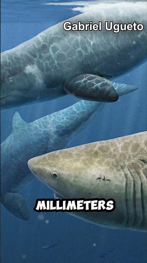 This Megalodon Tooth Is Significant