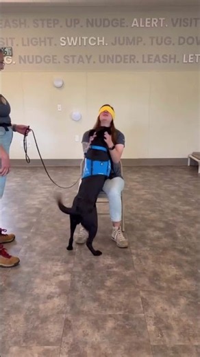 Blindfold challenge - Guess the right service dog | Canine Companions #shorts #shortsfeed #dog