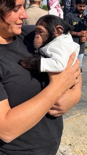 Sweet baby chimp cuddles with caretaker for comfort