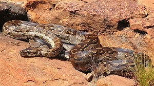 Le python de Seba, un serpent redoutable et mauvais compagnon