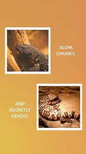 Don’t underestimate the desert’s slow-moving danger. Gila monsters might look like chunky, slow lizards, but they’re venomous predators with a bite that delivers a potent cocktail of toxins. While rarely fatal to humans, their venom can cause extreme pain, swelling, and a racing heart—enough to make anyone think twice before getting too close. Living in the deserts of the southwestern U.S. and Mexico, these reptiles spend most of their lives underground, emerging to hunt small mammals, birds, an