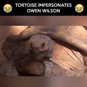 10M views · 4 comments | Tortoise impersonates Owen Wilson Credit: www.youtube.com/watch?v=rhgg5Lx7y5U | LOLKidz | Facebook