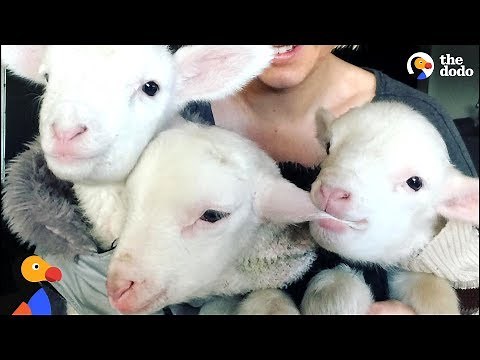 Rescue Lambs Love To Hop Around Their Parents' House | The Dodo