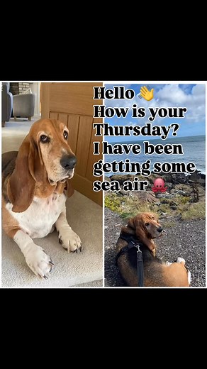 #barneyspetsupplies #petsupplies | Barney’s Pet Supplies | Facebook