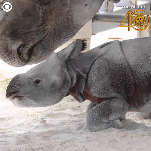 A Florida zoo welcomed a rare rhinoceros into the world on Tuesday. It’s an historic birth because of the way the calf was conceived https://cbsn.ws/2Prrkqa | CBS Sunday Morning