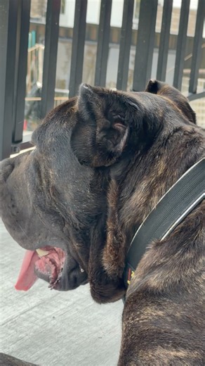Cane Corso King 👑🐶 | Powerful Guardian, Gentle Giant & Loyal Best Friend