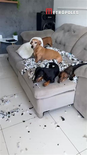 😆🐶 O adm defende a inocência dos doguinhos! Jaque, tutora de quatro salsichinhas, teve que sair por um momento de casa e quando voltou se deparou com uma cena digna de campo de batalha. Na ocasião, ela havia deixado um travesseiro para os cachorrinhos deitarem, mas os pets aproveitaram a ausência da tutora e transformaram o item em brinquedo. Como resultado, a destruição tomou conta do ambiente, com espuma espalhada por toda a parte, deixando Jaque abismada. O momento fica mais hilário quando 