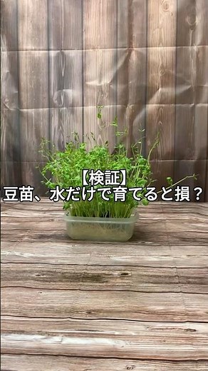 【検証】豆苗、水だけで育てると損？