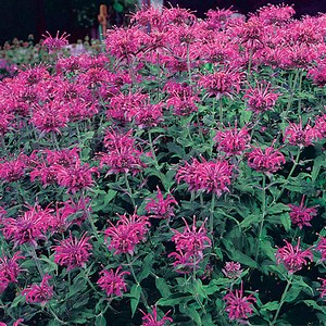 Bee Balm Plants For Sale | Monarda | High Country Gardens