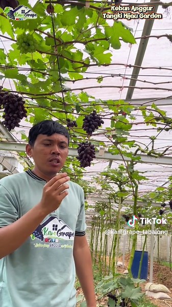 Petik Buah Anggur di Kebun Anggur Tangki Hijau
