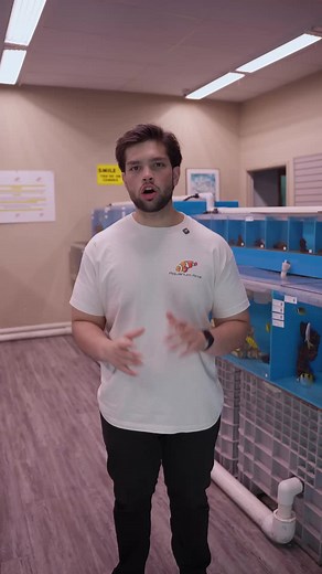 aquariumarts on TikTok