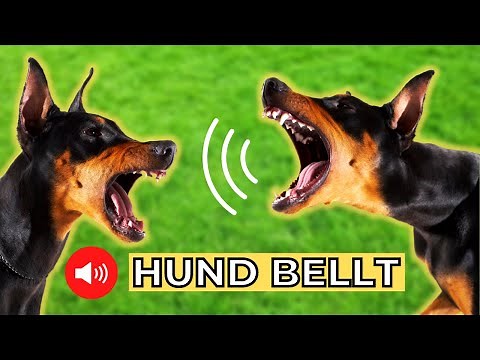 5 Hunderassen und ihr Bellen 🐶 hundegebell soundeffekt