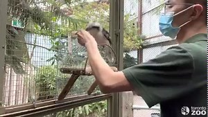Watch as Keeper Robert works with our Kookaburras "Jake" and "Karee" on a voluntary nail trimming behavior and a crating behavior 🪶 This in addition to scale training, ensures our Wildlife Care team can keep both our Kookaburras' nails in tip-top shape, allows us to perform health checks, and move the Kookaburras when required. Using positive reinforcement, we are able to build our trust with the animals and reinforce the behavior we want to see through approximations to the final behavior goal