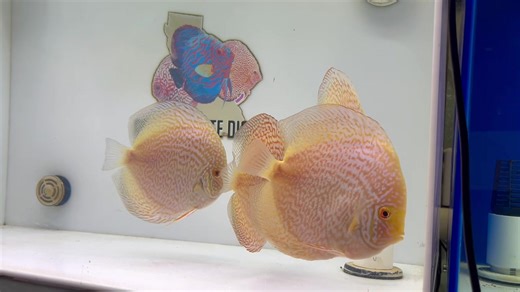 A beautiful new strain from our latest Na Discus shipment- Premium Golden Majestic Fire Goldenstatediscus.com Or Text/call Lynda 916-257-5334 #discusmania #aquadesign #discusworld #discusaddict #aquariumdesign #discusbaz #discusworld #discusaddict #discusmurah #discusfish #discusbreeding #discuslovers #discusfishtank #discusfish #discusbreeder #discusfishtanks #discusfishbreeders #discusfishkeepers #discusofinstagram | Golden State Discus