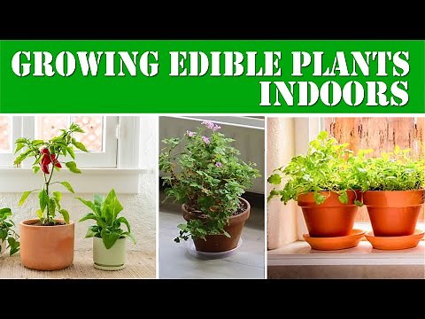 Growing Edible Plants Indoors: A Guide to Indoor Gardening