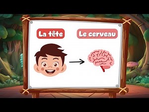 🧠👀 Apprendre le corps humain : Tête, Cerveau, Yeux, Oreilles... | Vidéo éducative pour enfants