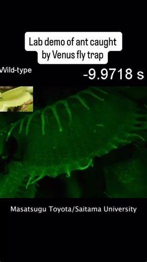 4.5K views · 51 reactions | Venus fly traps are the stuff of nightmares and the poster child for carnivorous plants, and we finally have a better understanding of exactly how they work. A study published today identified a chemical ion that surrounds the base of a Venus fly trap’s sensory hairs—the key sensor that detects the very faint touches by prey like flies. That’s critical because the nightmare plant doesn’t have any nerves. | Popular Science | Facebook