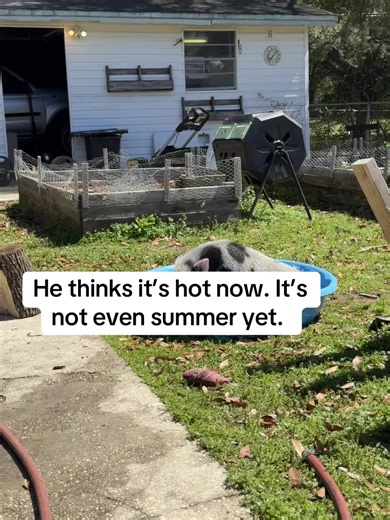 Merle the Pig on TikTok