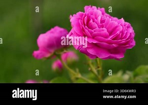 Pink Damask rose flower with a green stem