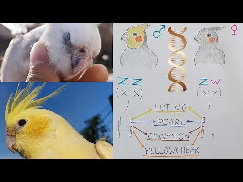 Cockatiel colors explained - mutations and genetics