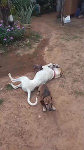 Buddies 🐖x🐕😂 | Pigvibes