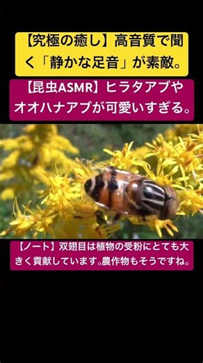 【昆虫ASMR】ヒラタアブやオオハナアブが可愛いすぎる。 #music #rock #昆虫図鑑 #昆虫観察 #昆虫撮影 #昆虫採集 #insects #nature #4k #hornet #bee
