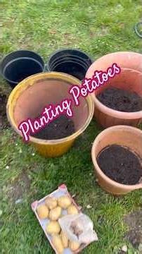 Planting Potatoes #potatoes #gardening