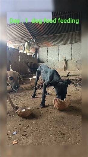 dog food feeding #dog #indiadog #dogshorts #dogvideos