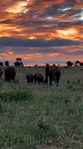 Kenya Safari: Experience Majestic Sunsets and Wildlife