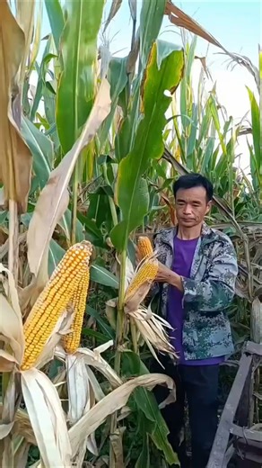 Corn harvesting by hand. #cornharvest #farmlife #shorts