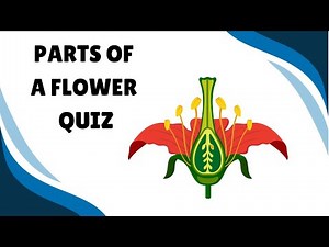 Parts of a Flower Quiz - Perfect Exam for Students