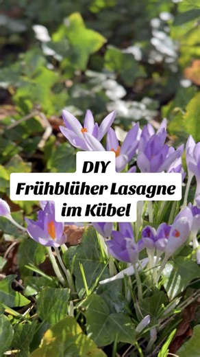 Frühblüher Lasagne im Kübel: DIY Gartentipp