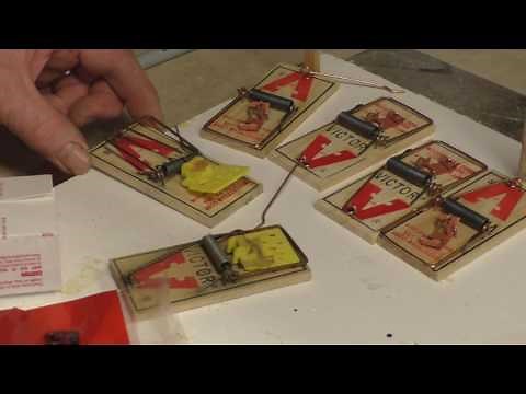 How to catch mice with peanut butter