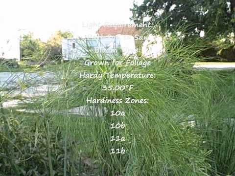 How to Grow Cyperus Papyrus Egyptian King Tut Grass