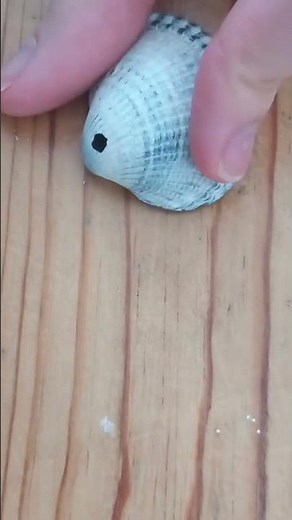 lets make a diy seashell necklace in 5 minutes