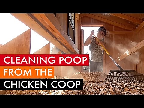 How to clean out the poop from your chicken coop