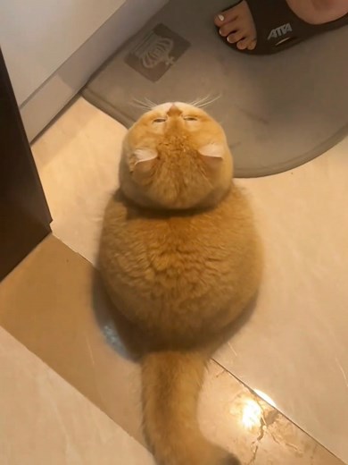 chonk chonk cat #cat #meow #cute | Cat Super LAG