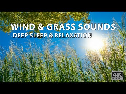 🌾 Peaceful Grass Rustling & Wind Sounds – White Noise for Relaxation, Meditation & Work 🌬️