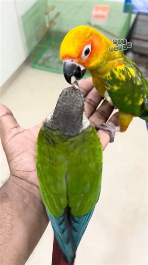 Sun conure & Small conure #rbnbirds