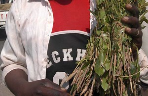County bans transportation, sale of miraa over coronavirus