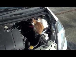kitten 猫バンバン