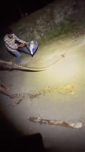 Captured python # #new #wildlife #python