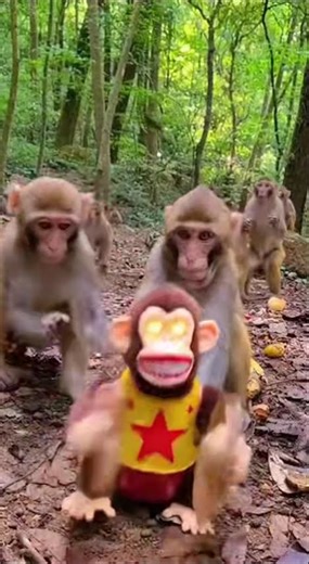 Funny Monkey Adventure: Testing Human Things With Big Reactions #animalfun #wildlife #animals